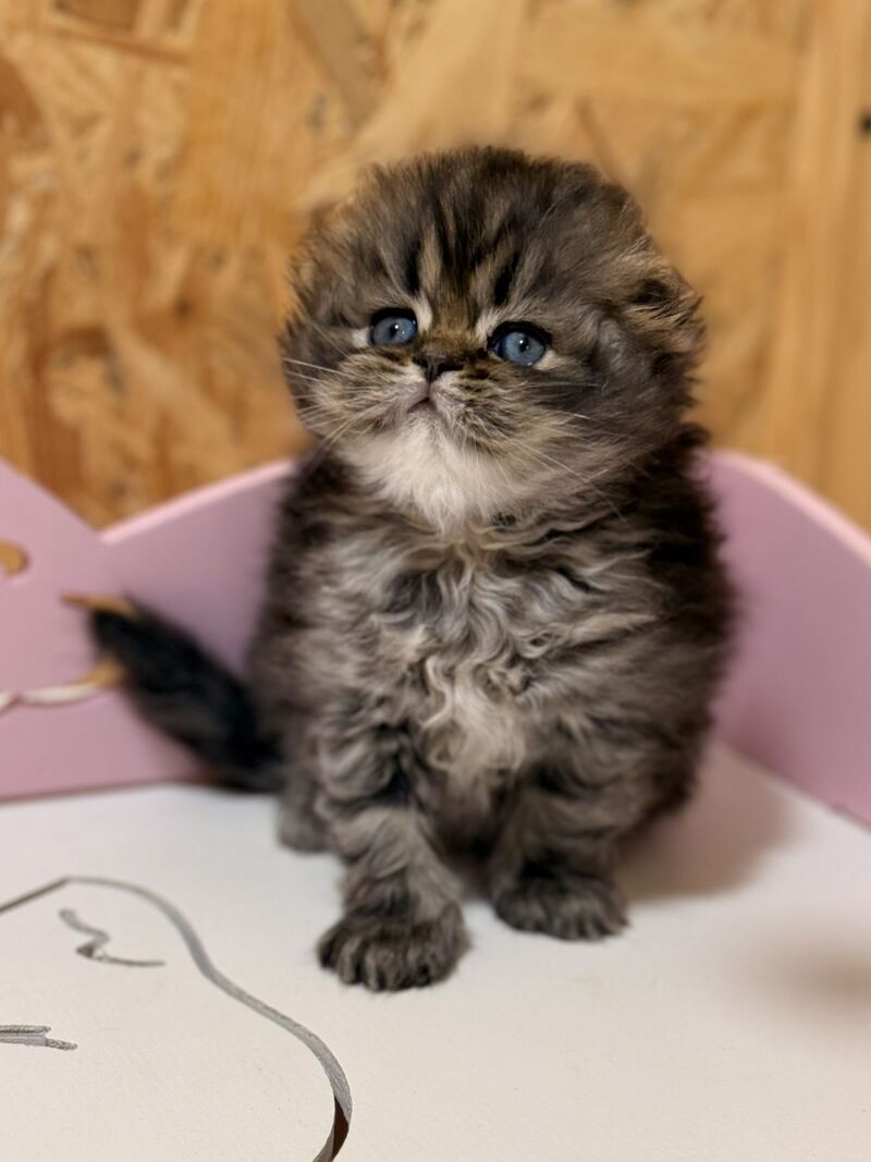 Fekla Scottish Fold female, black tabby