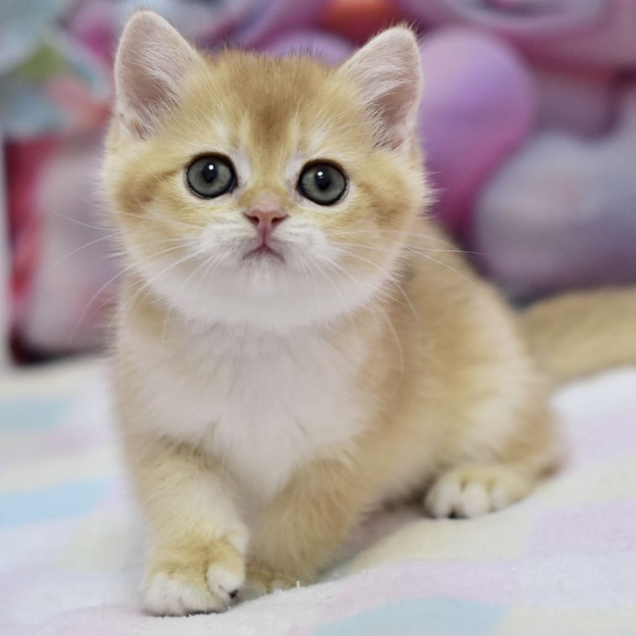 Fluffy British Shorthair female, black golden chinchilla