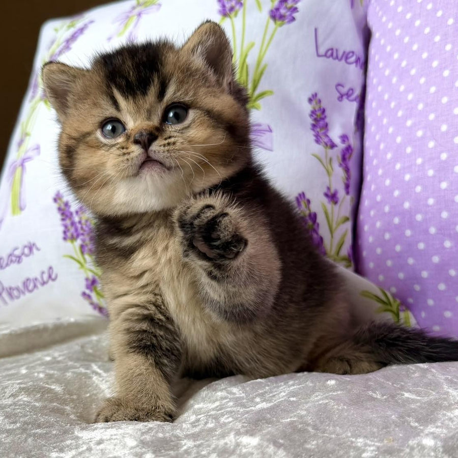 Eminem British Shorthair male, black ticked tabby