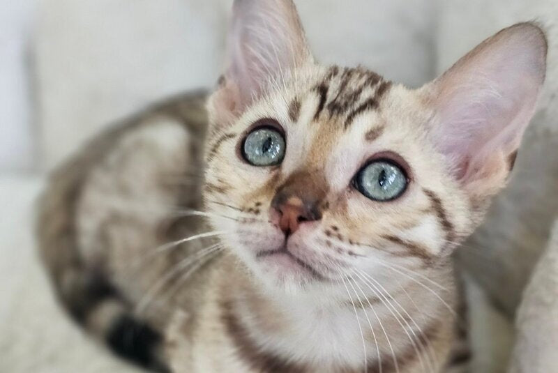 Quincy Bengal male black spotted tabby pointed - live animals