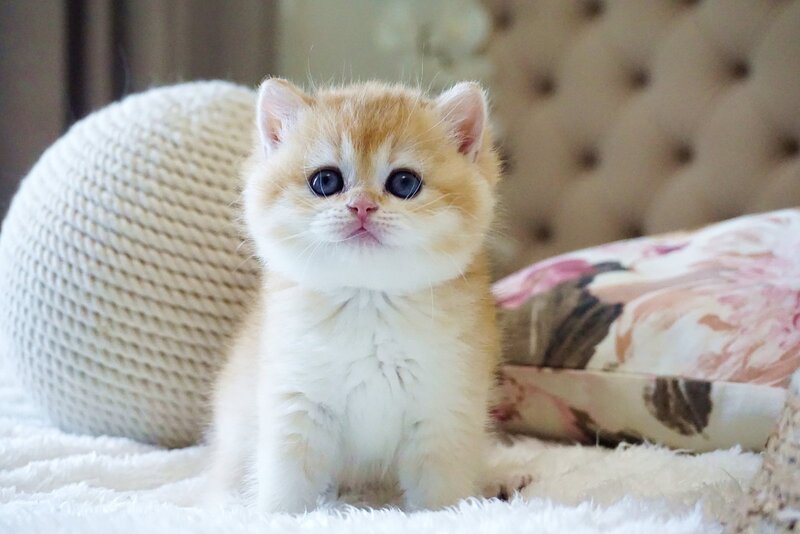 Danica British Shorthair female, black golden chinchilla