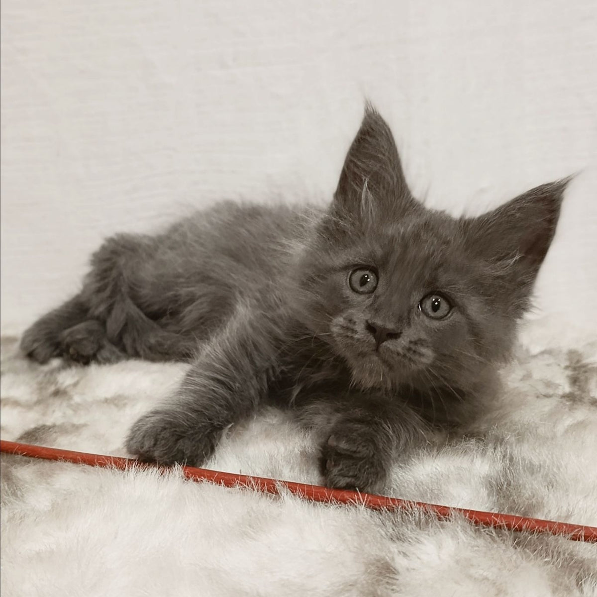 Favorite Maine Coon male, blue silver