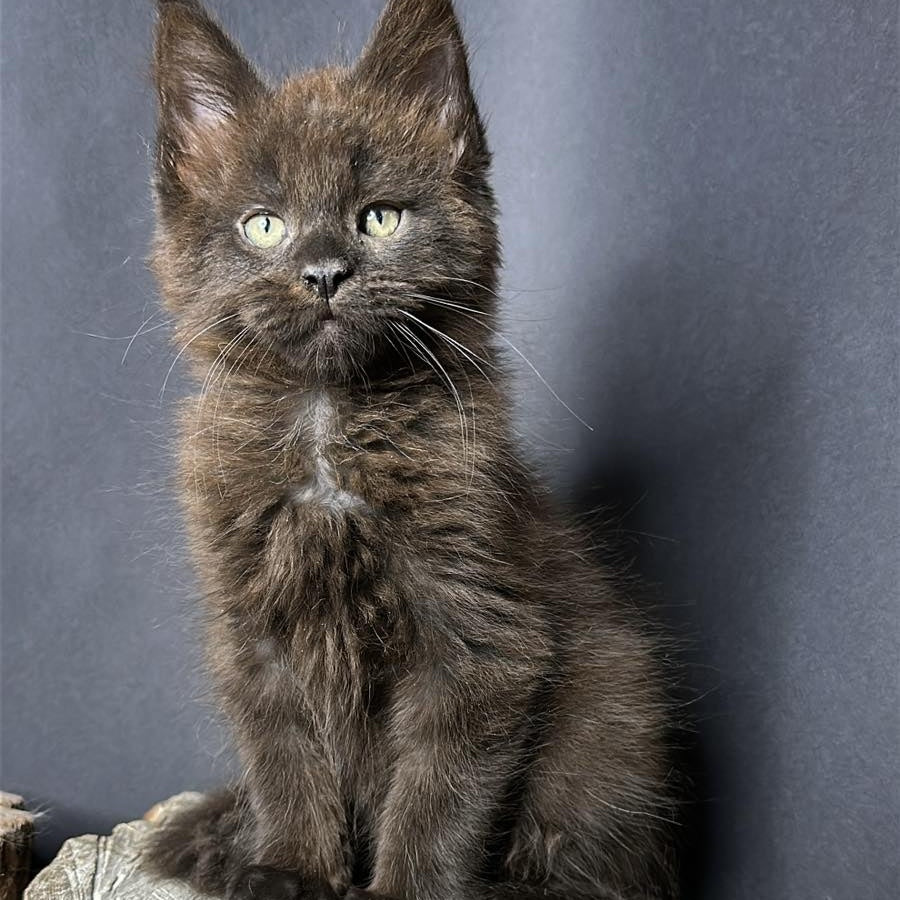 Patron Maine Coon male, black