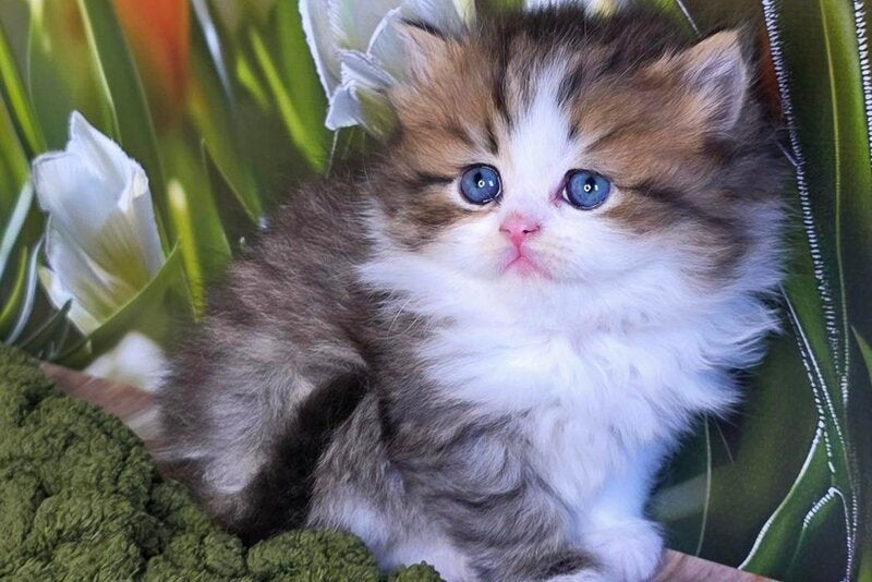 Icon Scottish Straight male, black spotted tabby bicolour