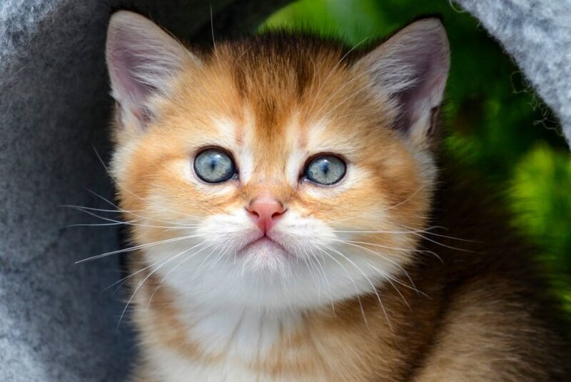 Derek Scottish Straight male black golden ticked tabby - live animals