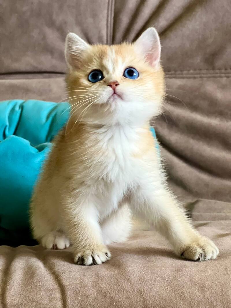 Deya British Shorthair female black golden shaded - live animals