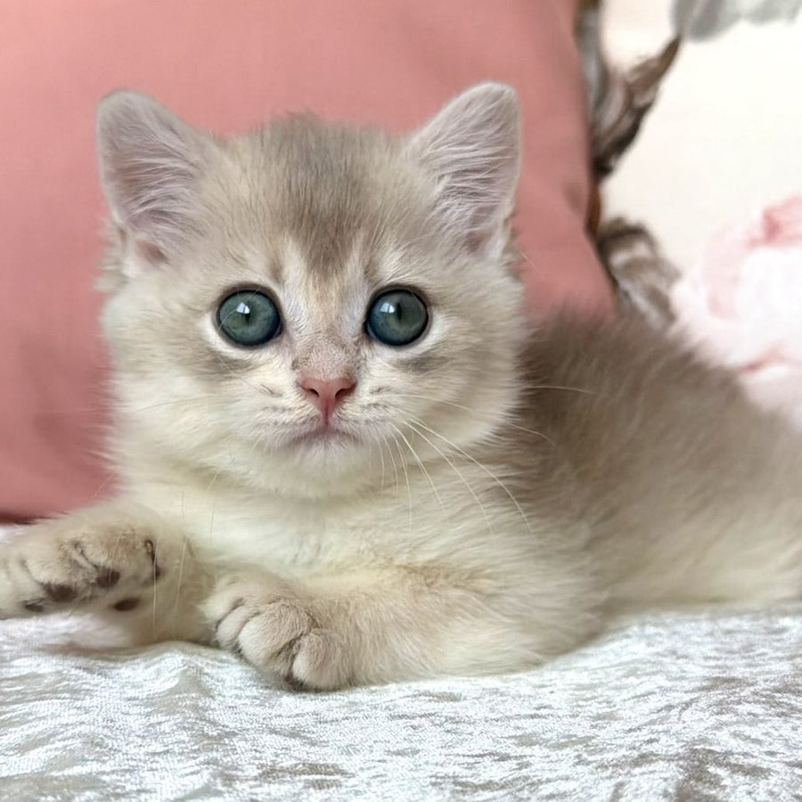 Marsik British Shorthair male, blue golden chinchilla
