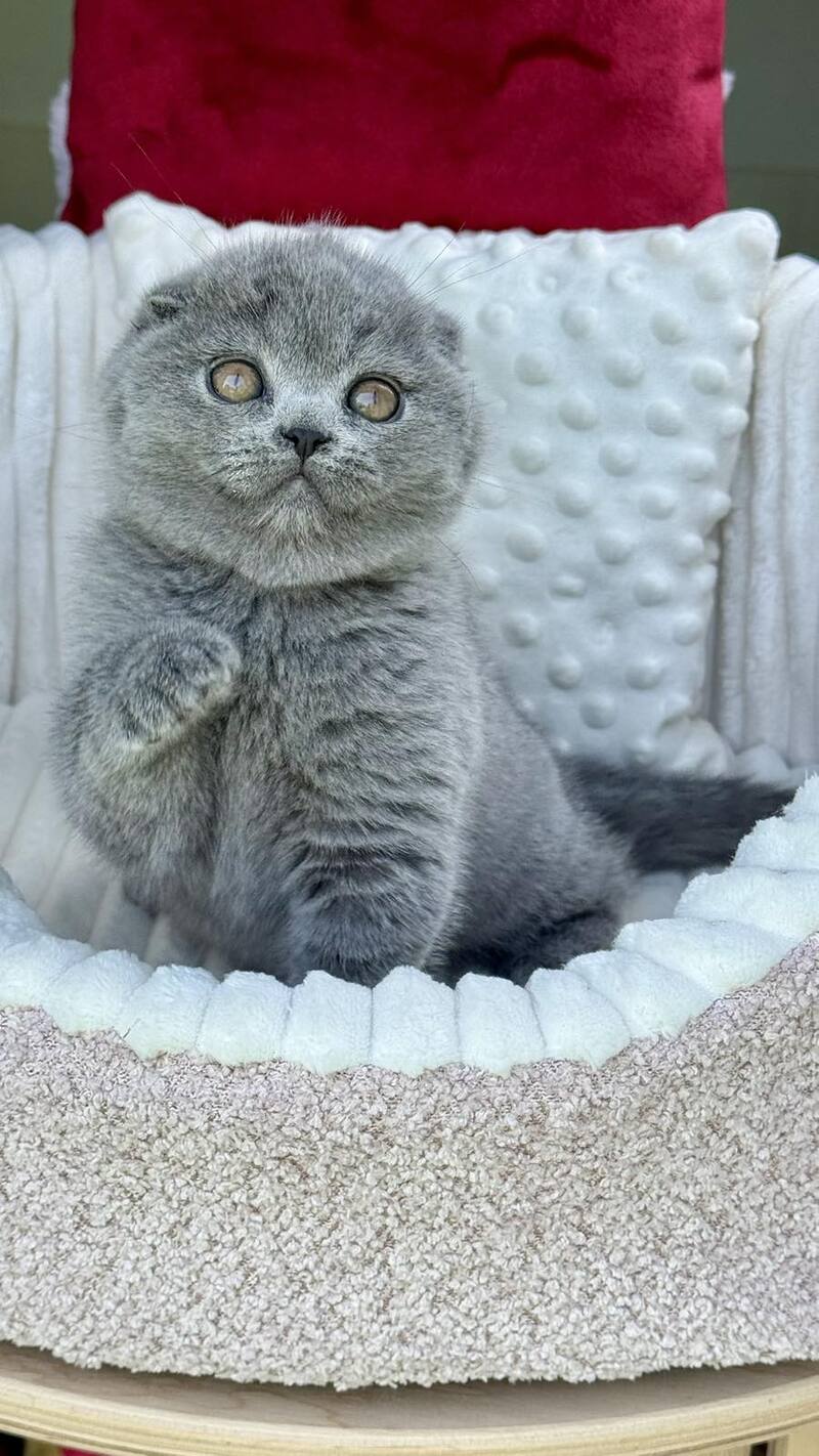 Toby Scottish Fold male, blue