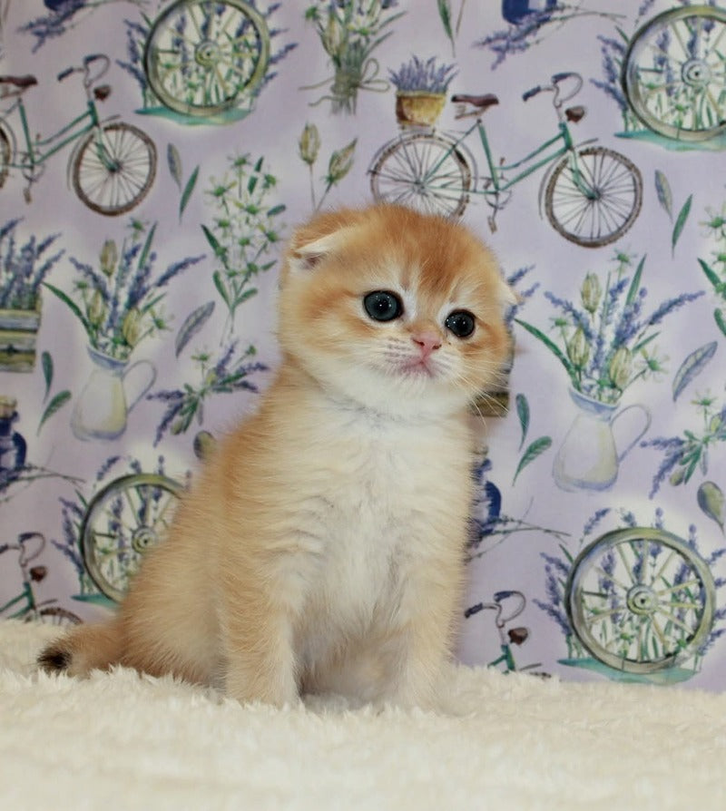 Joker Scottish Fold male, black golden chinchilla