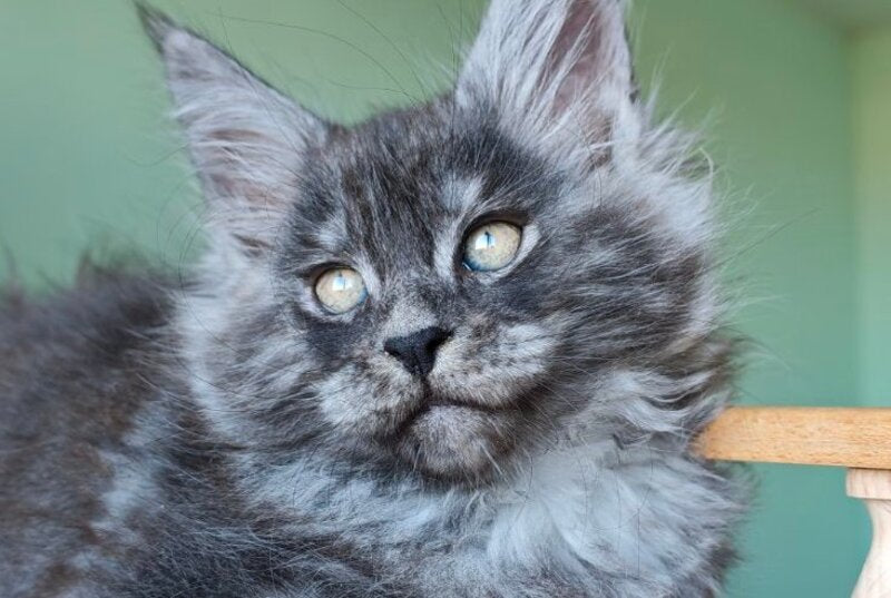 Grey Maine Coon male, black