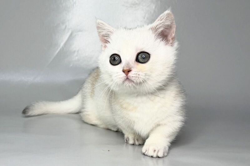 Zynar Munchkin male black silver shaded - live animals