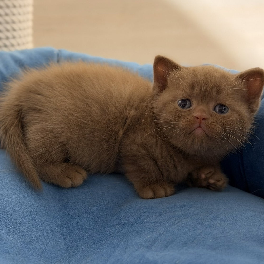 Shimal British Shorthair female, cinnamon