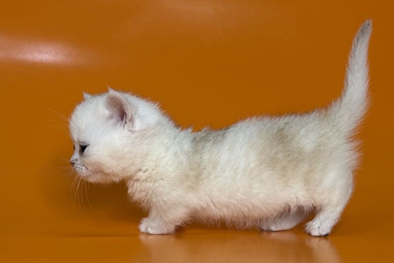 Zynar Munchkin male black silver shaded - live animals