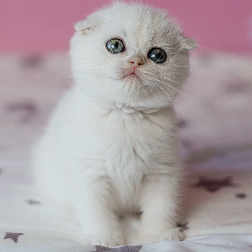 Infinite Scottish Fold female, black silver chinchilla