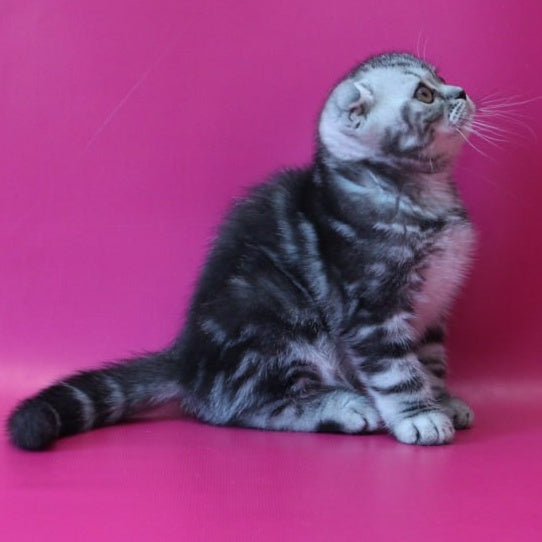 Sofi Scottish Fold female, black silver tabby