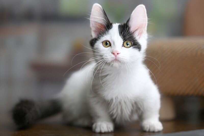 Teresa Munchkin female, black van