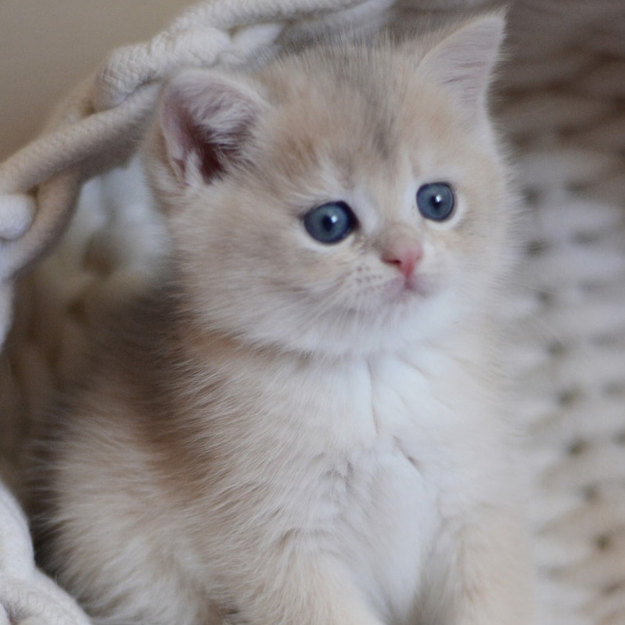 Yannis British Shorthair male, blue golden chinchilla