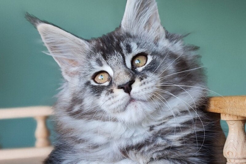 Floria Maine Coon female, black silver ticked tabby