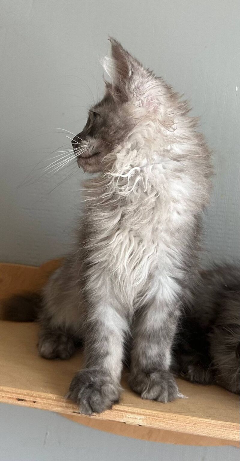 Nemo Maine Coon male black silver - live animals