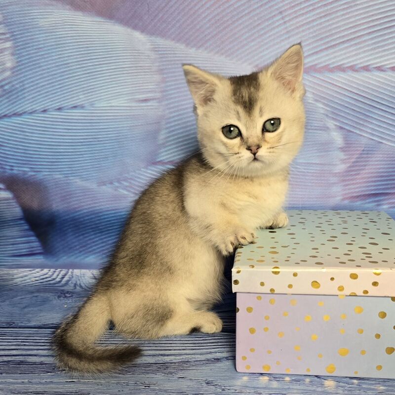 Rambo Munchkin male blue silver shaded - live animals