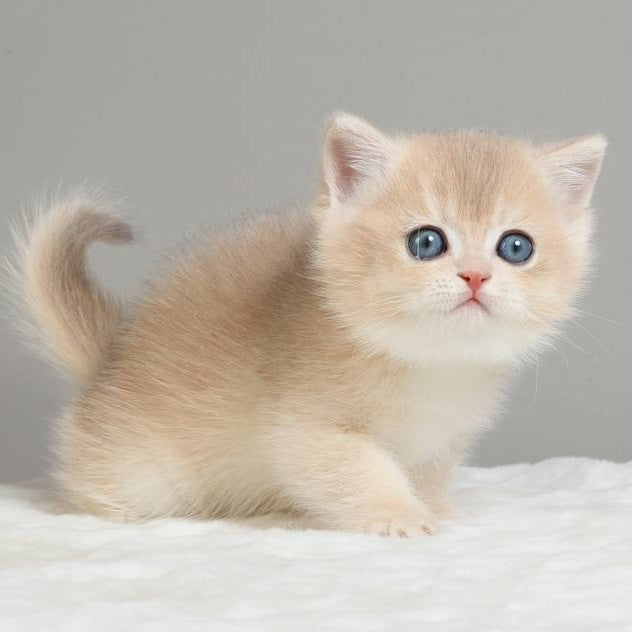 Yasha British Shorthair male, blue golden chinchilla