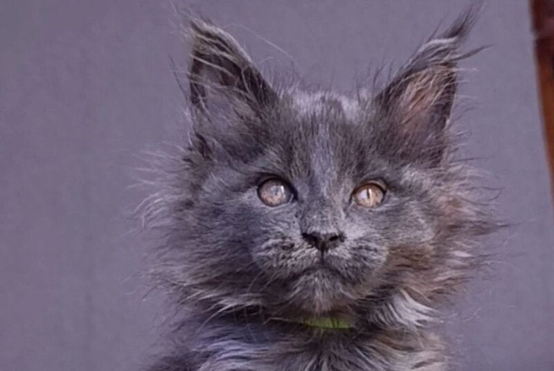 Persey Maine Coon male blue - live animals