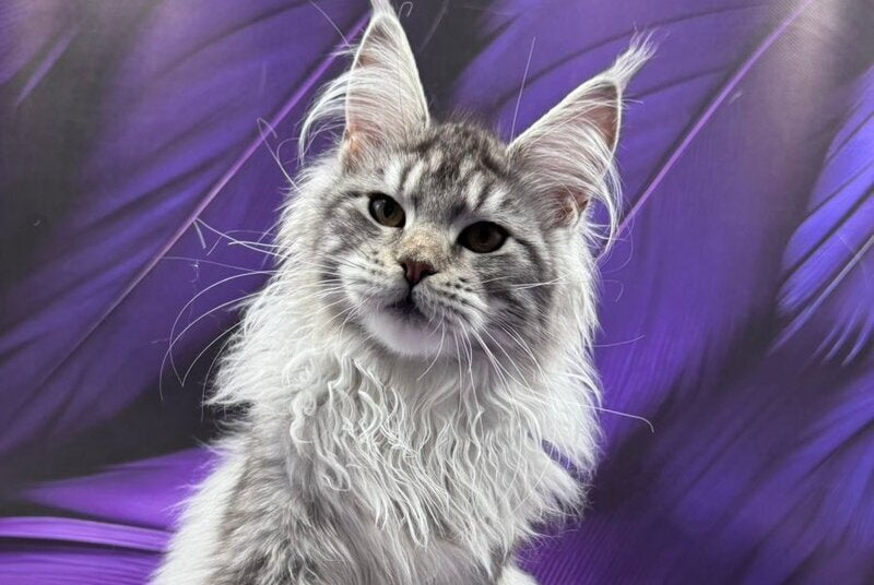 Malina Maine Coon female, black silver tabby