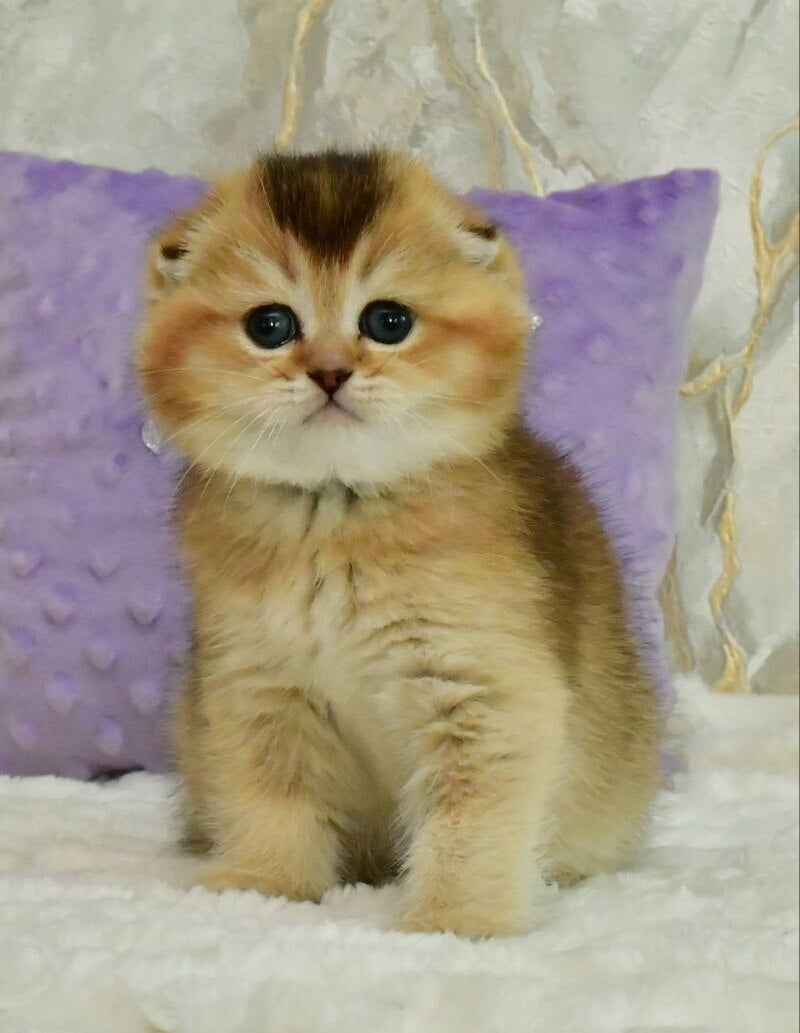 Joseph Scottish Fold male, black golden ticked tabby