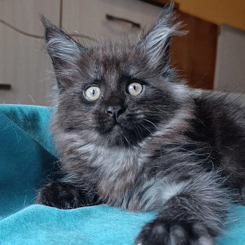 Quick Silver Maine Coon male, black silver