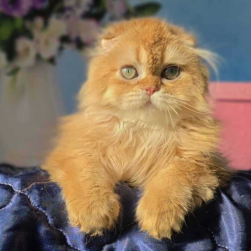 Marcus Scottish Fold male, chocolate golden ticked tabby