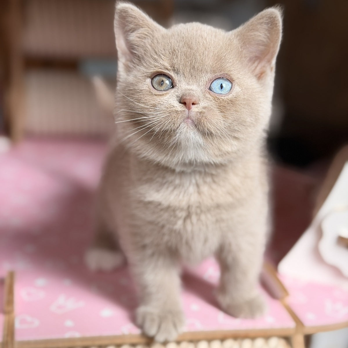 Soleil British Shorthair female, fawn with white