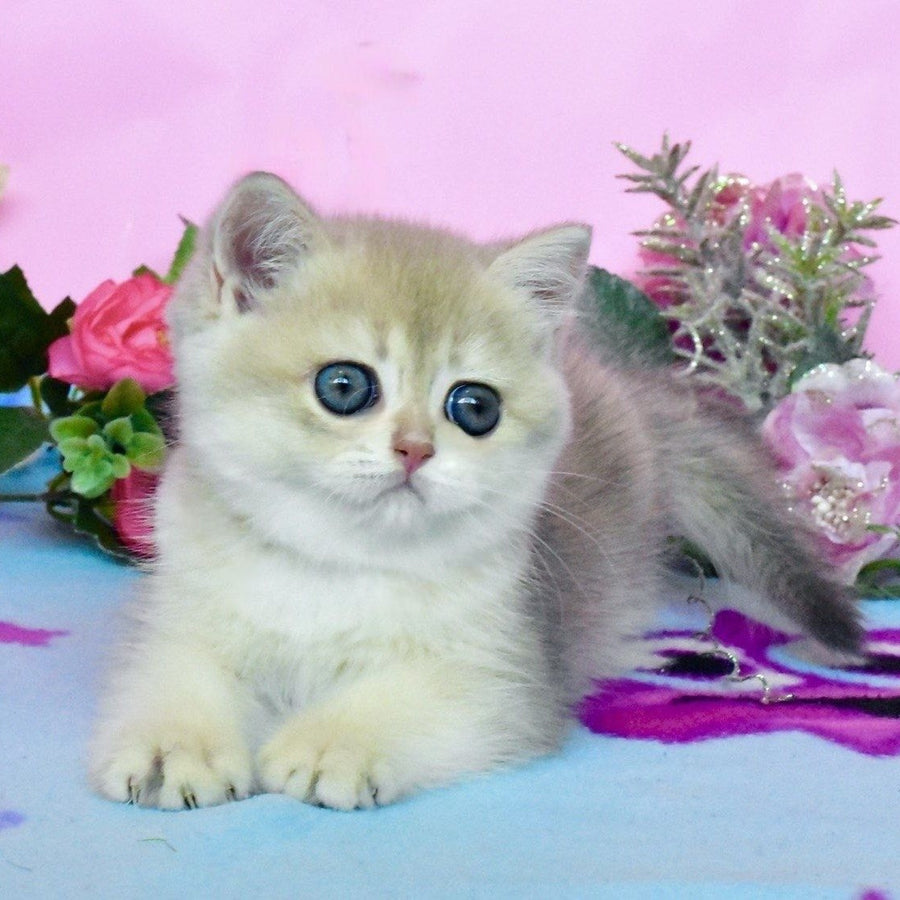 Chloya British Shorthair female, blue golden chinchilla
