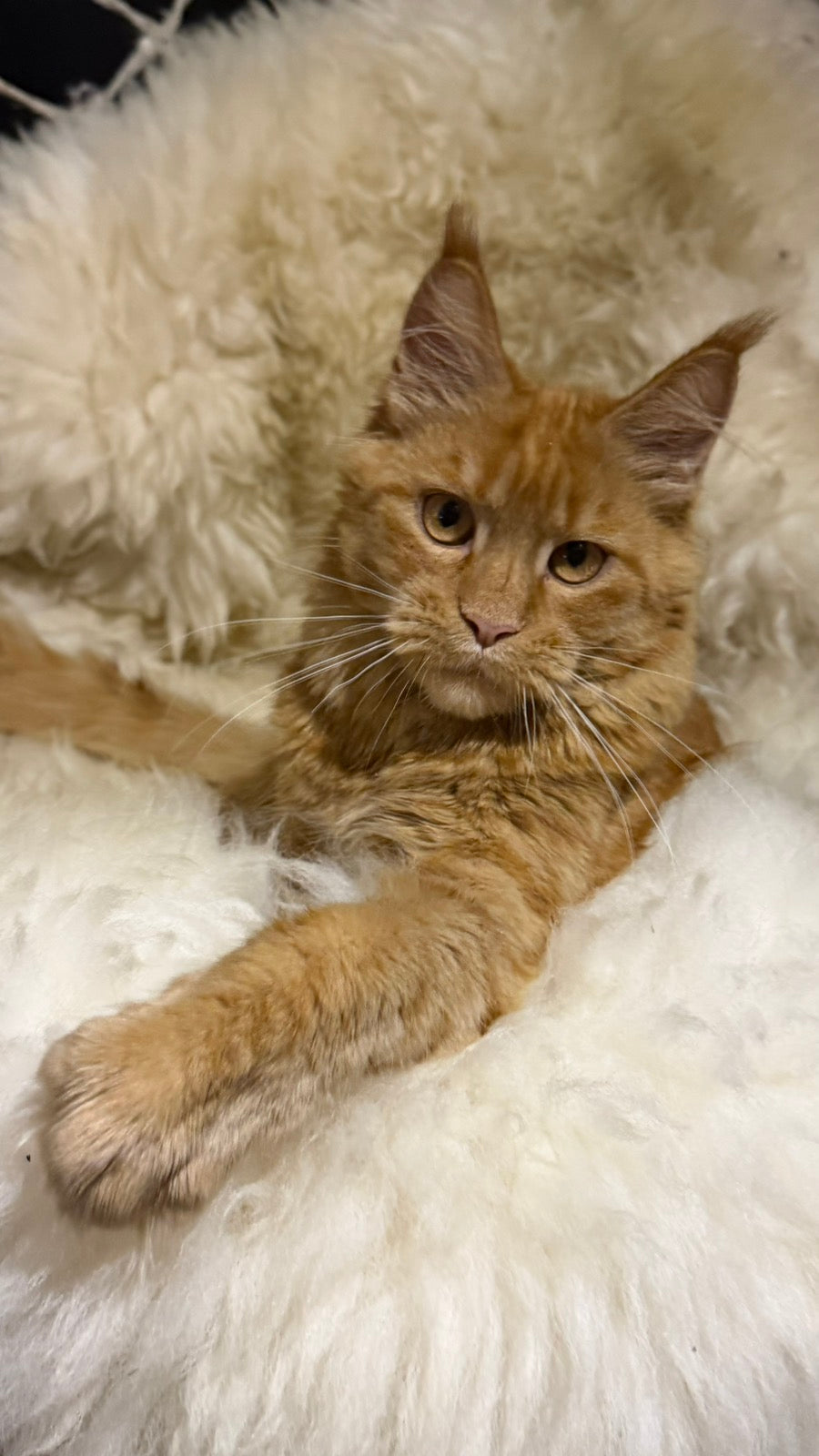Foxy Maine Coon female, red