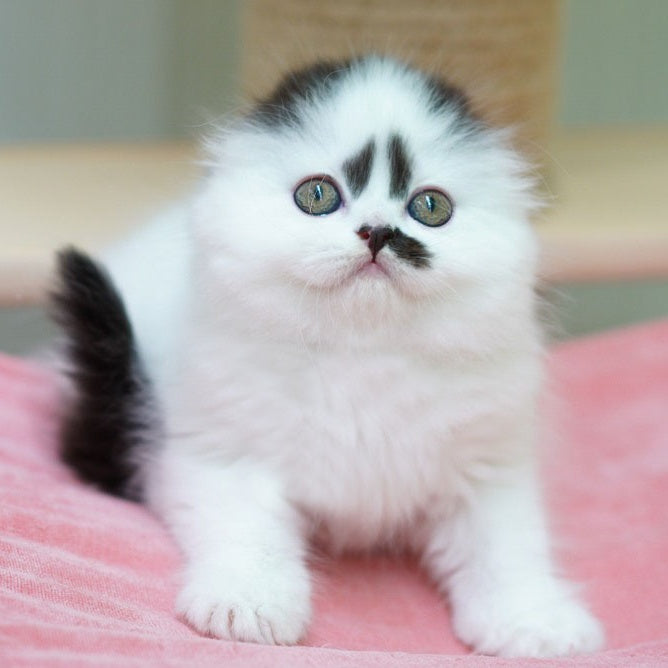 Vibe Scottish Fold male, black harlequin