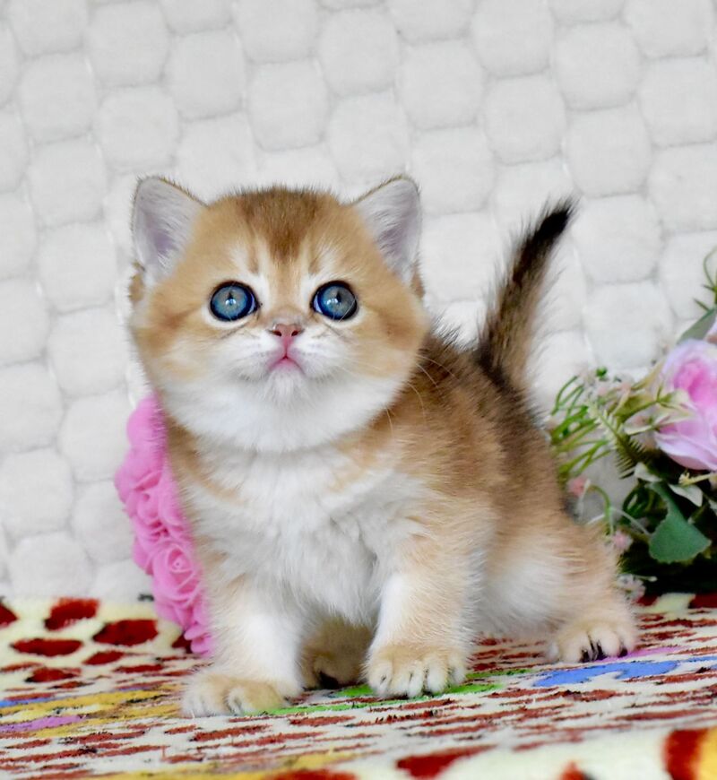 Wayllet British Shorthair female black golden shaded - live animals