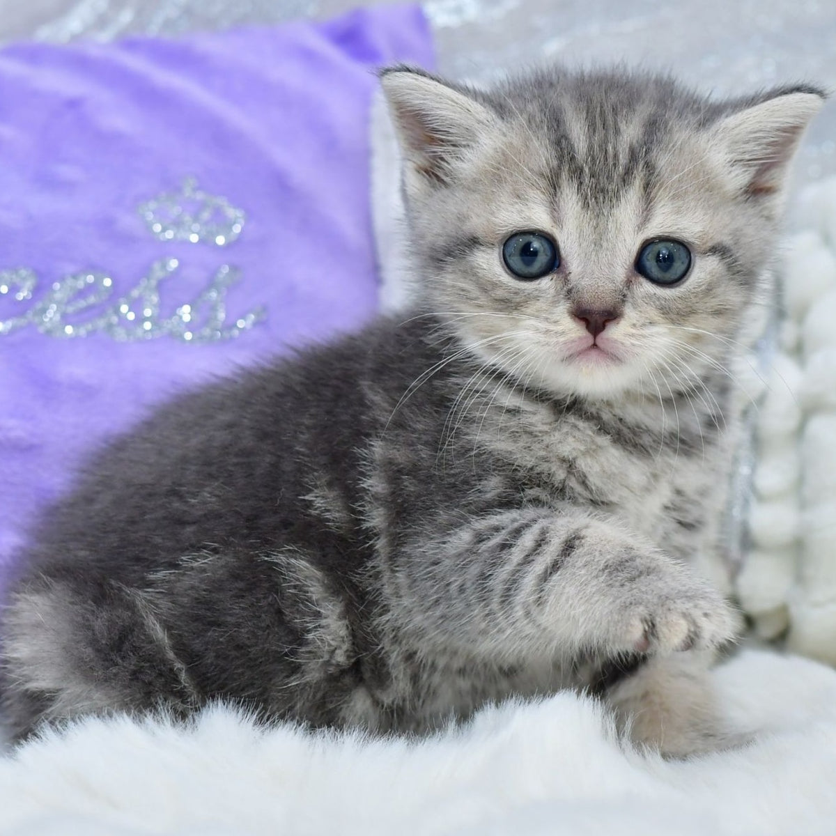 Laki Scottish Straight male, blue tabby