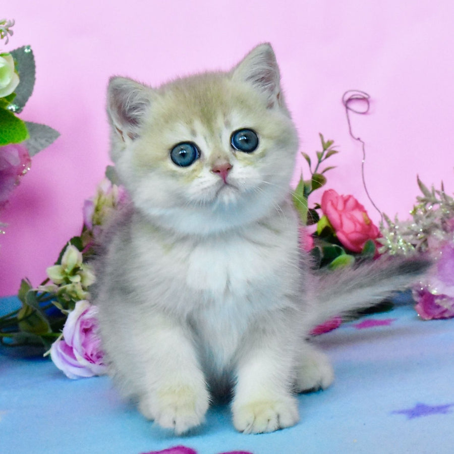 Chloya British Shorthair female, blue golden chinchilla