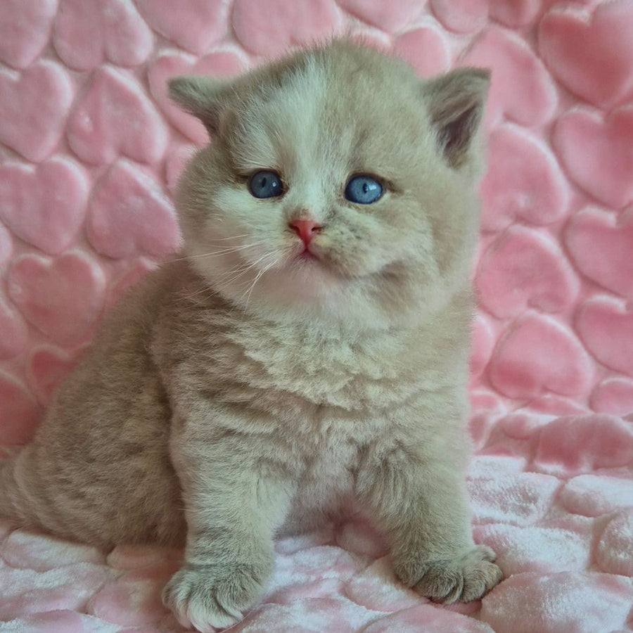 Gummy British Shorthair male, fawn with white