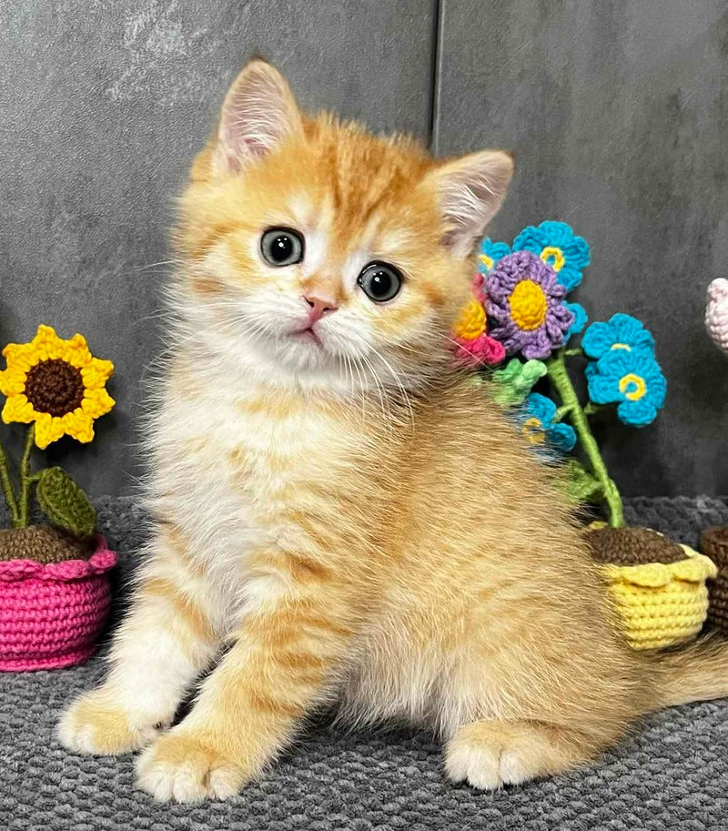 Jerry Scottish Straight male black golden spotted tabby live animals