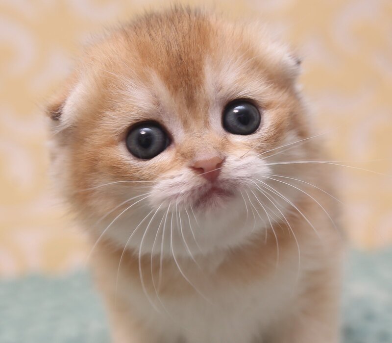 Gabbi Scottish Fold female black golden shaded - live animals