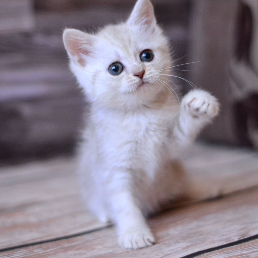 Holly British Shorthair female, blue silver tabby