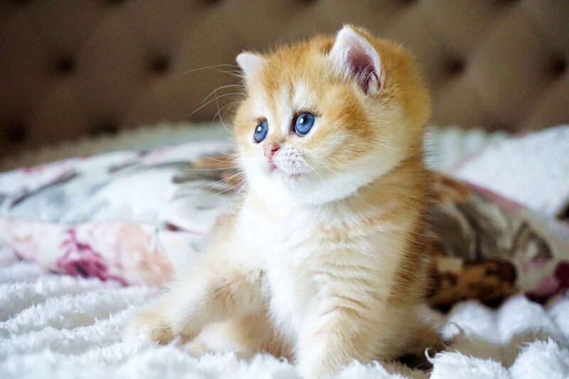 Iris British Shorthair female, black golden chinchilla