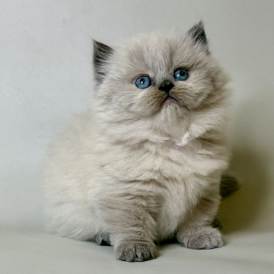 Savage Munchkin female, lilac shaded pointed