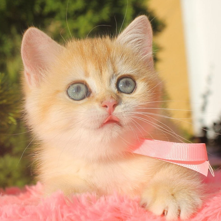 Hanna British Shorthair female, black golden chinchilla