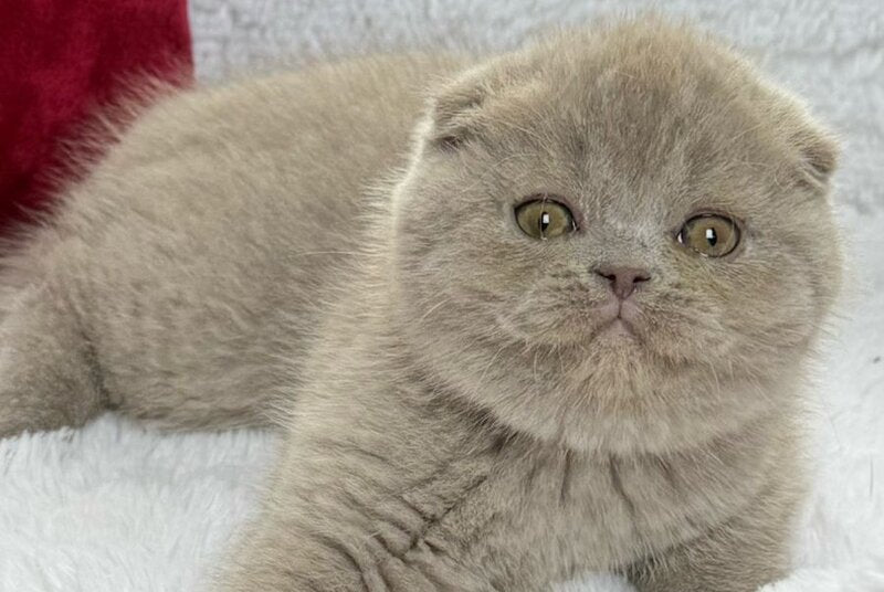 Boris Scottish Fold male, lilac