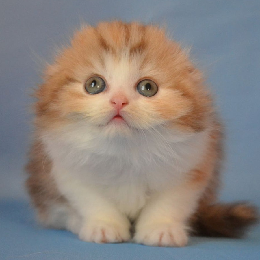 Rose Scottish Fold female, black tortie silver tabby bicolour