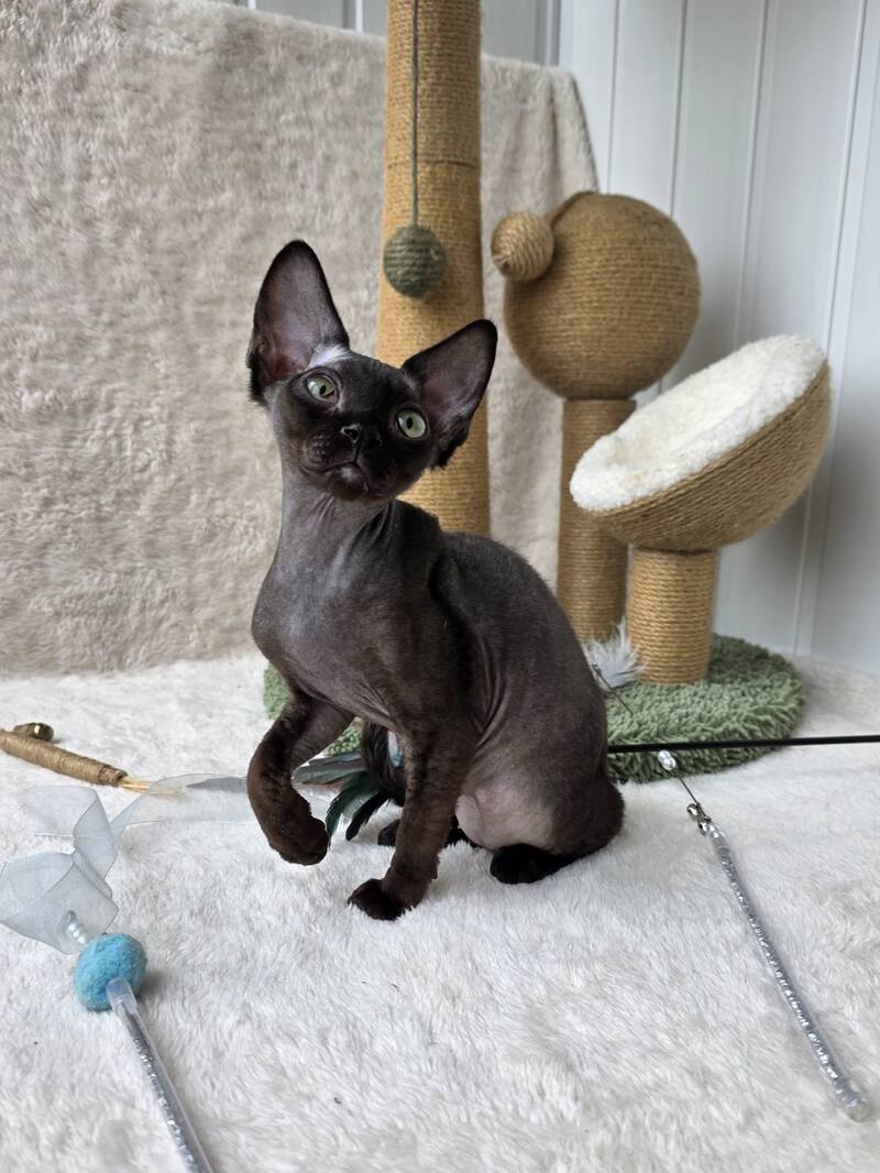 Carmensita Devon Rex female black - live animals