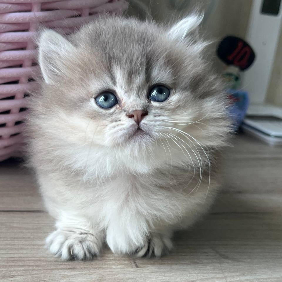 Patrisia Munchkin female, blue golden shaded