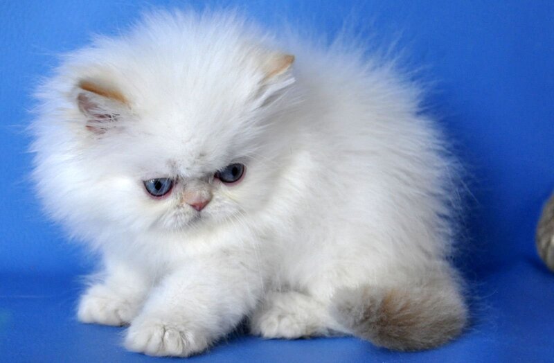 Boston Persian male, cream pointed