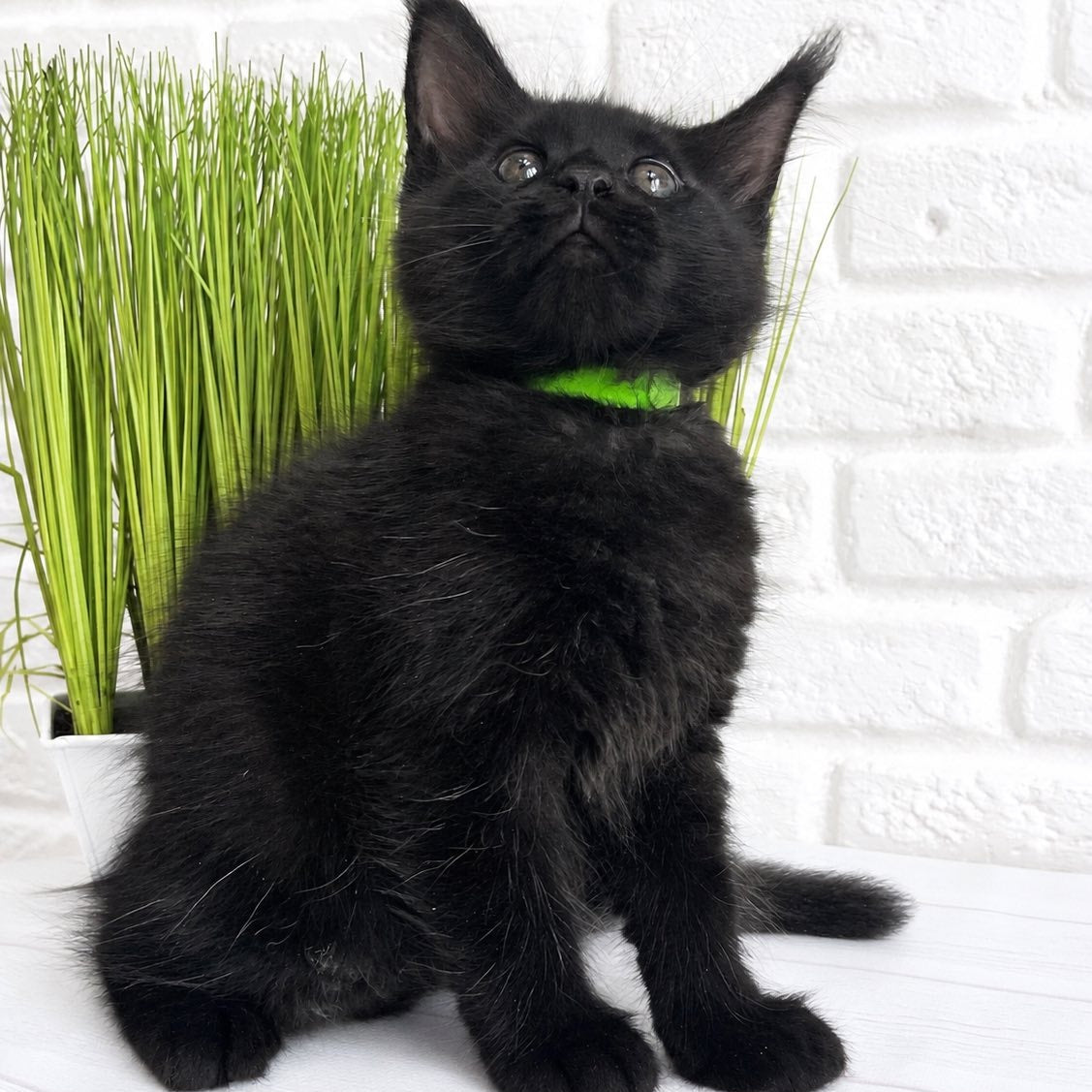 Jazz Maine Coon male, black